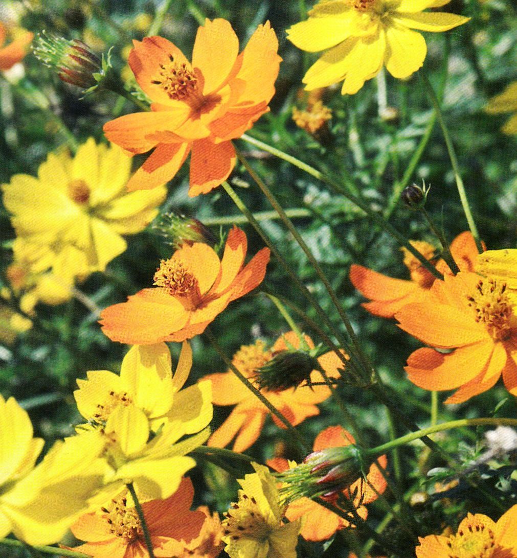 Cosmos Sulphureus Ladybird Varie Grelin Graines