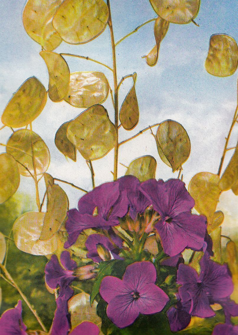 Lunaire, Monnaie Du Pape - Lunaria Rediviva