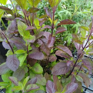 Basilic sacre à feuilles rouges Kha Prao