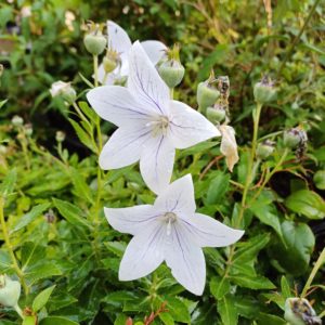 Platycodon grandiflorus apoyama 'fairy snow'