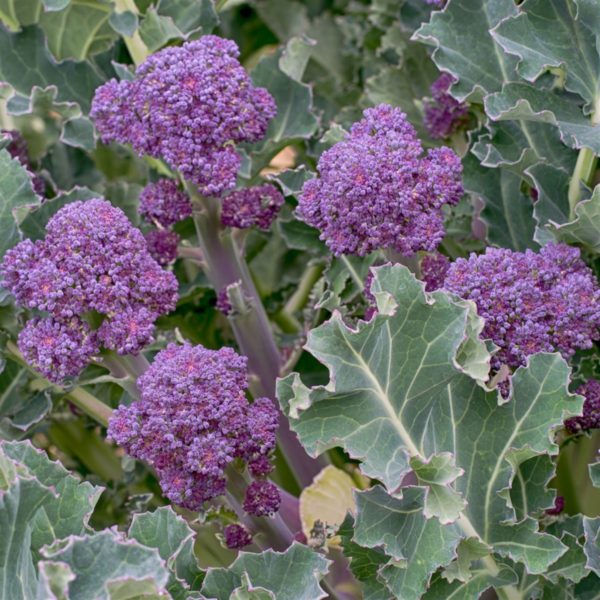 Chou Brocoli violet MIRANDA