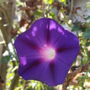 Ipomée purpurea 'Knowlian's Black'