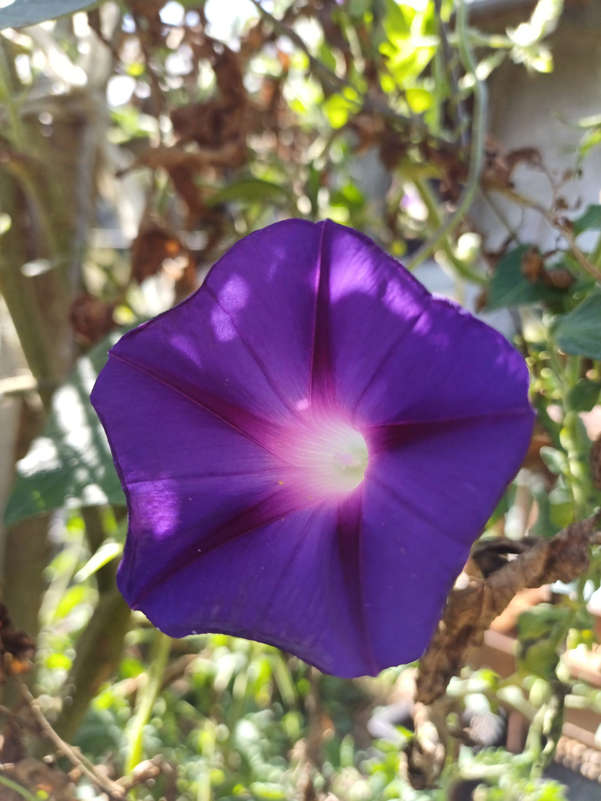 Ipomée purpurea 'Knowlian's Black'