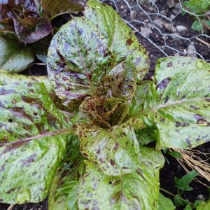 Laitue romaine Forellenschluss