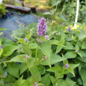 Agastache foeniculum