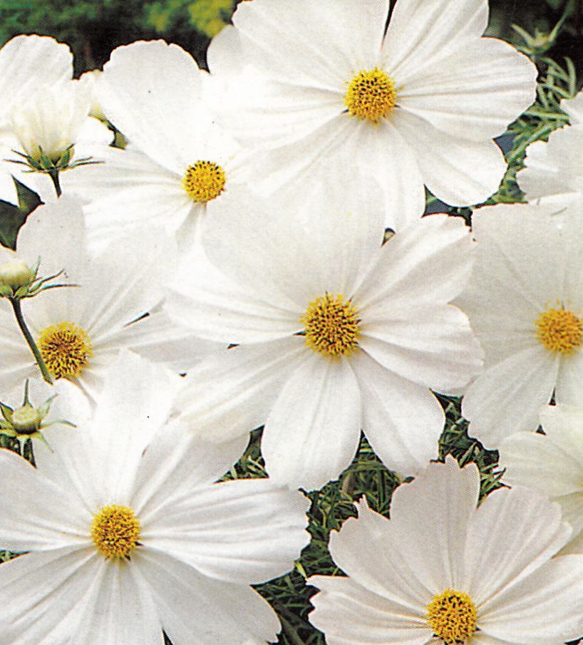 Cosmos Nain Sensation Blanc - Grelin Graines