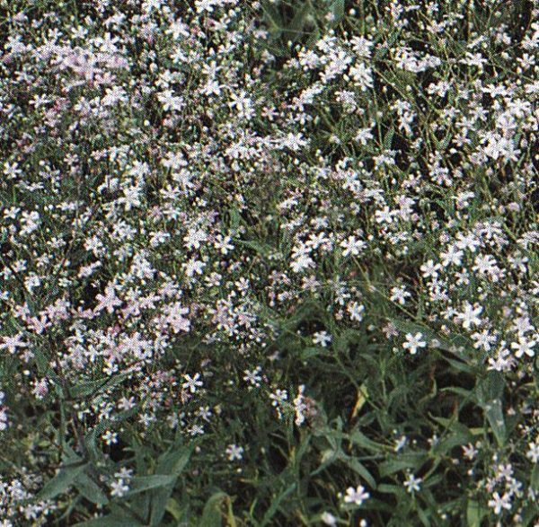 Gypsophile Elegans Deep Pink