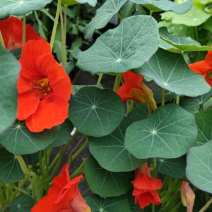 Capucine naine 'Blue Pepe'