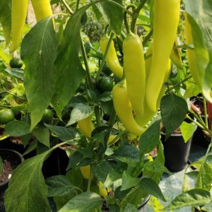 Piment corne de chèvre 'Harvey'