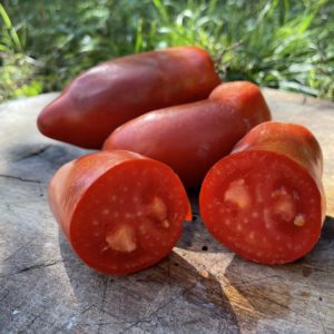 TOMATE CORNUE DES ANDES