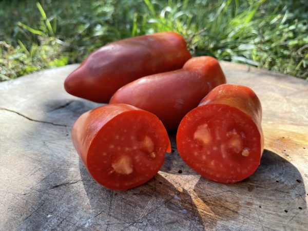 TOMATE CORNUE DES ANDES