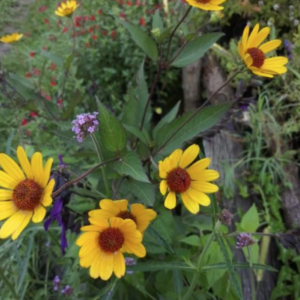 Heliopsis helianthoides var.scabra summer nights
