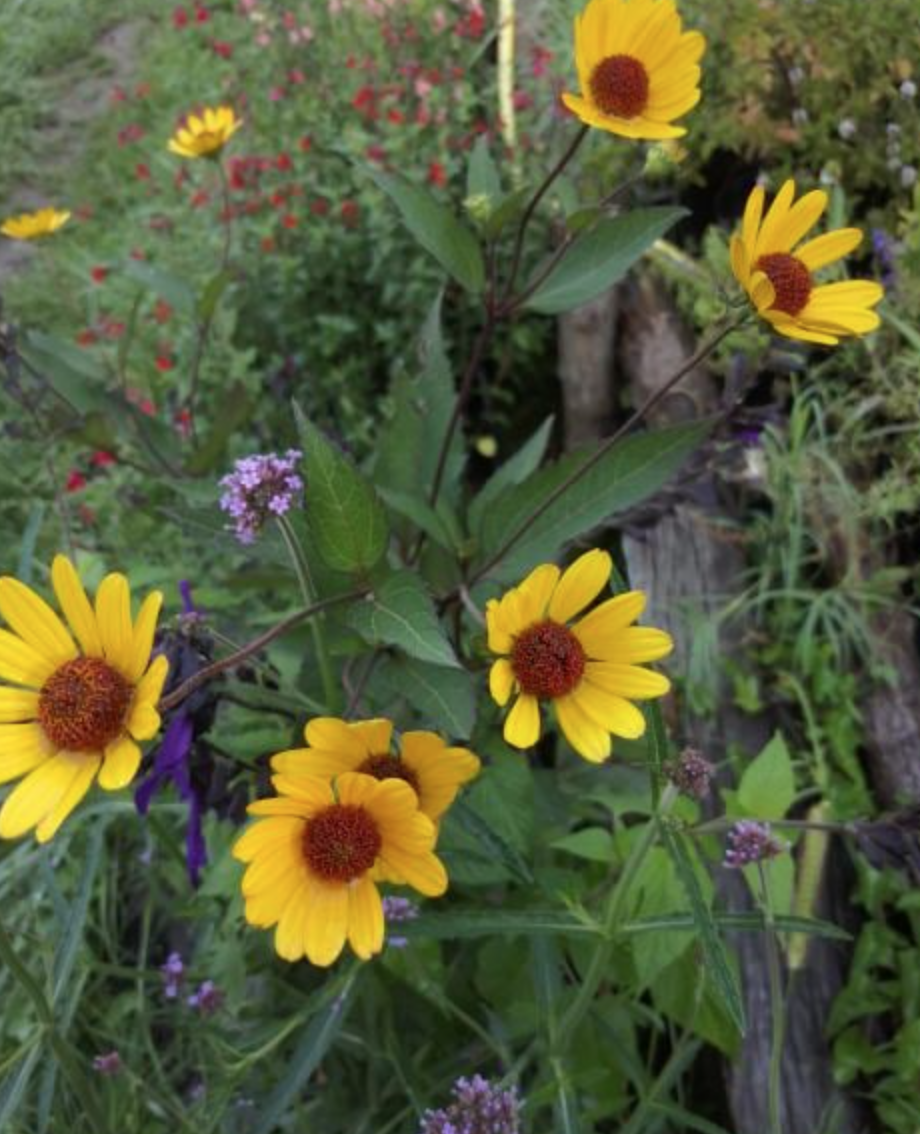 Heliopsis helianthoides var.scabra summer nights
