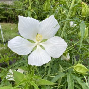 Hibiscus coccineus alba