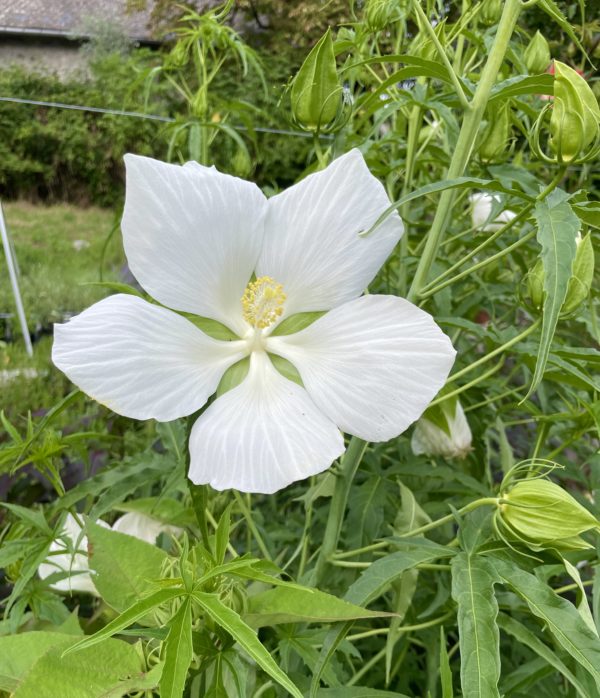 Hibiscus coccineus alba