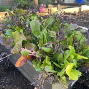Mesclun cote d'Azur