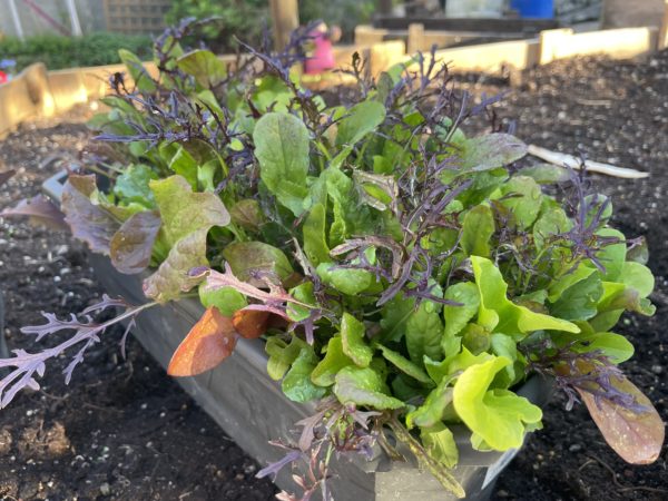 Mesclun cote d'Azur