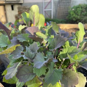 Mesclun exotique (baby leaf) 