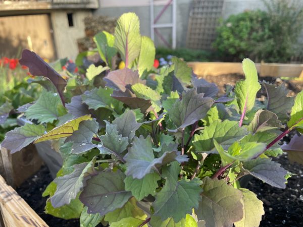 Mesclun exotique (baby leaf) 