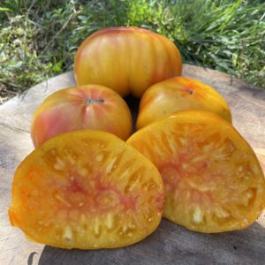 Tomate Pamplemousse du Grand- Père