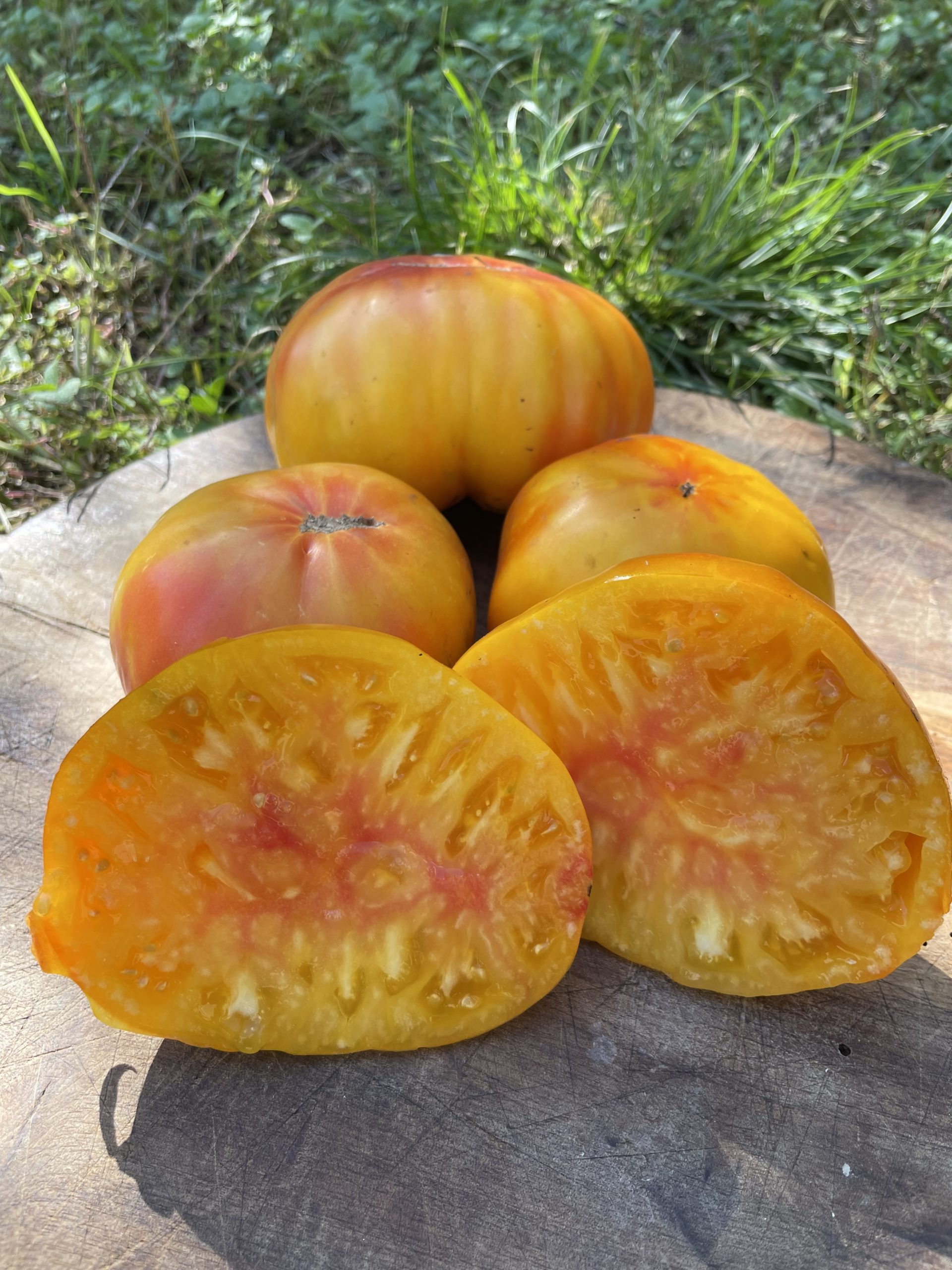 Tomate Pamplemousse du Grand- Père