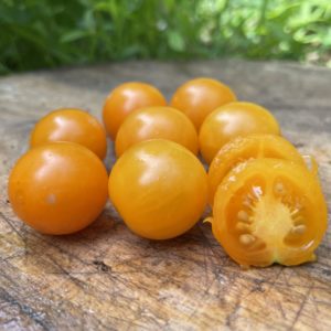 Tomate cerise ambrosia gold
