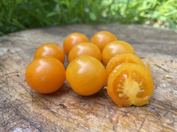 Tomate cerise ambrosia gold
