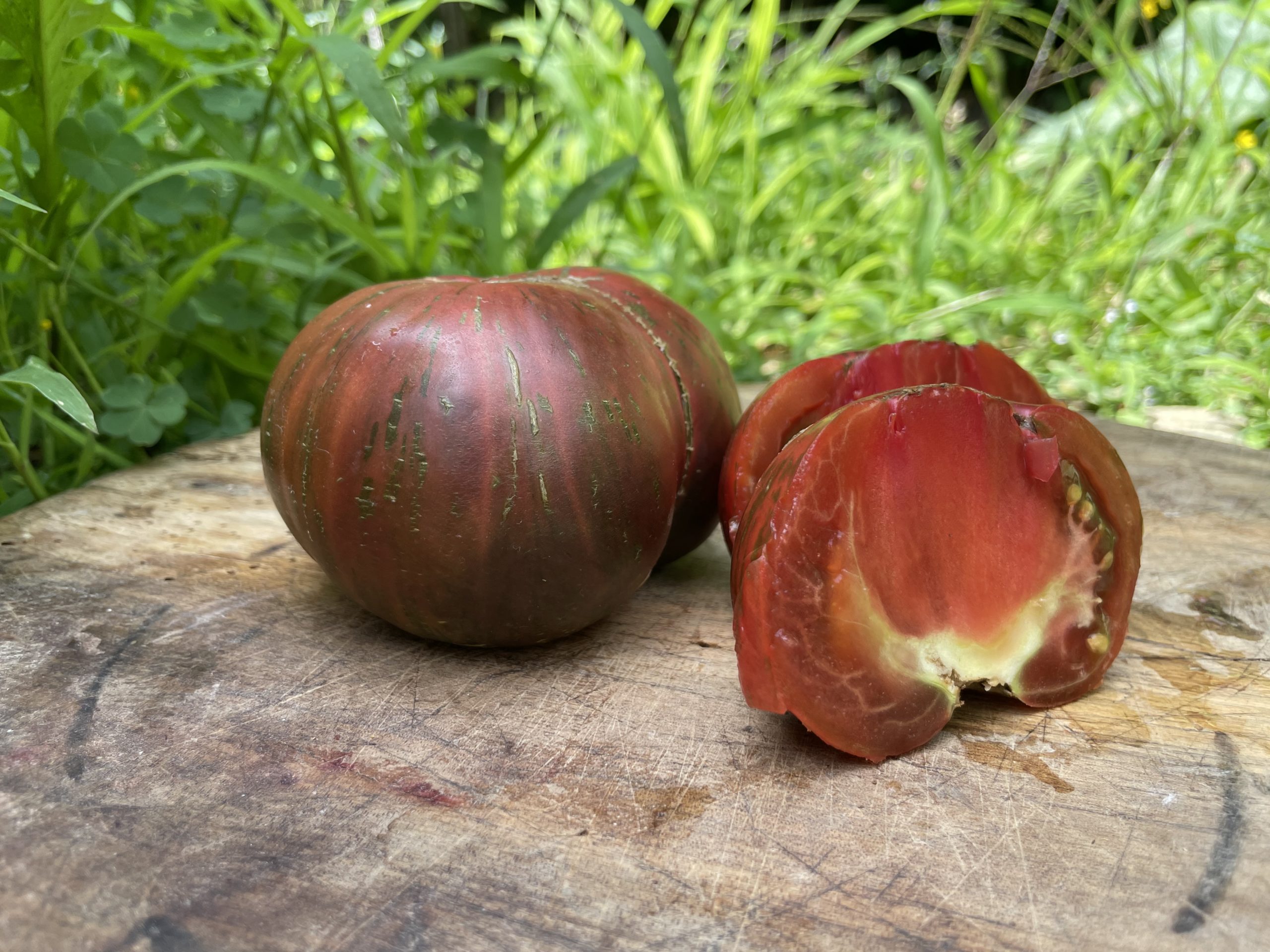 Tomate belle du college