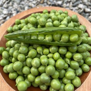 Pois nain petit provencal