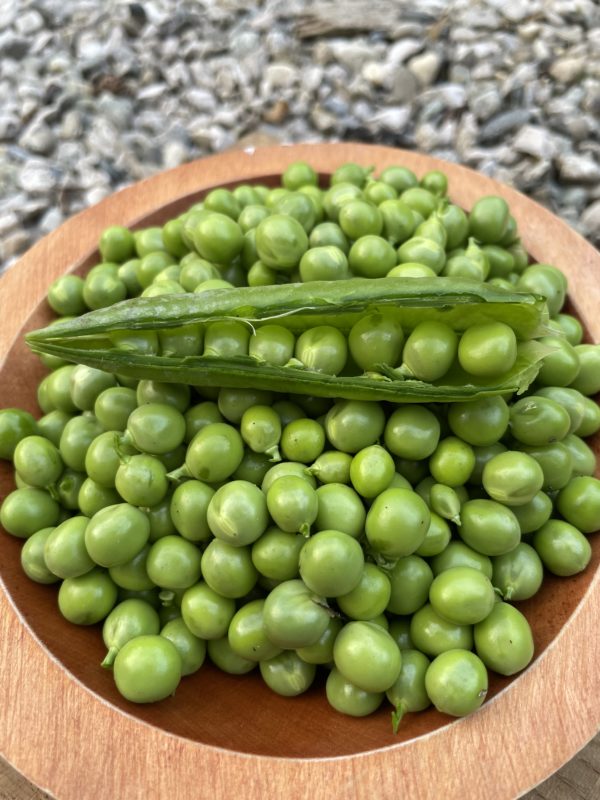 Pois nain petit provencal
