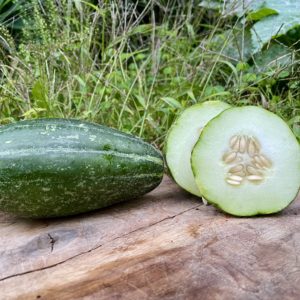 Concombre/melon ‘spuredda leccese’