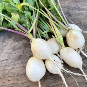 Radis rond blanc ‘ Albena ‘