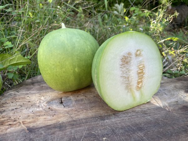 Concombre Carosello Barattiere