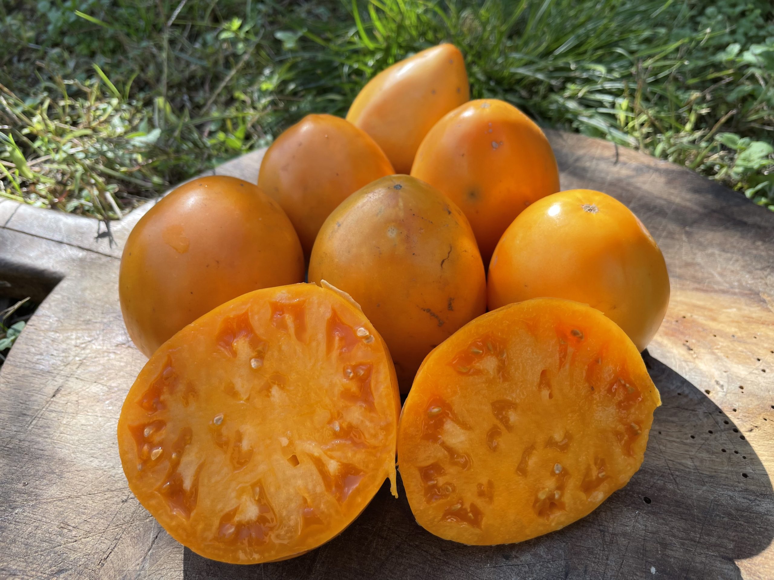 Tomate Cœur de Bœuf Orange