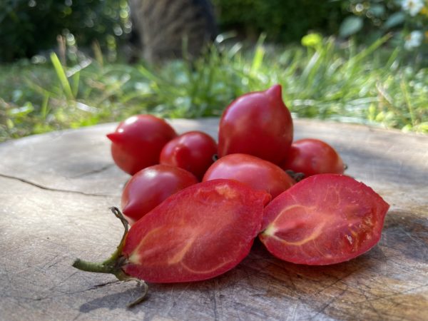Tomate du Vésuve
