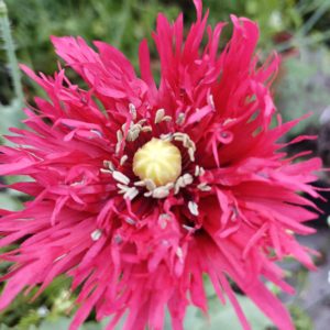 Pavot somniferum 'Drama Queen'