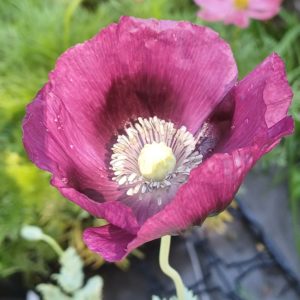 Pavot somniferum Lauren's Grape