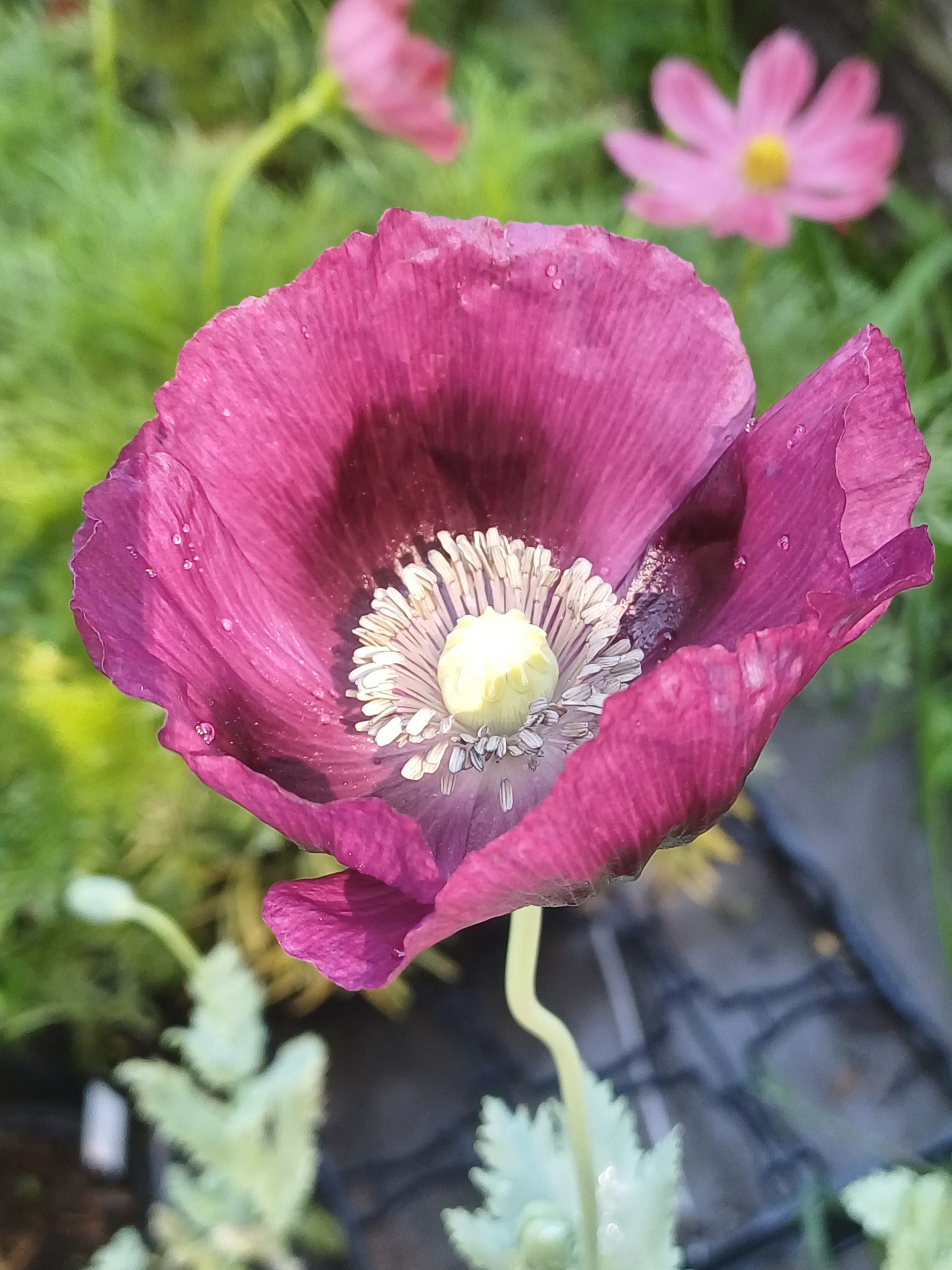 Pavot somniferum Lauren's Grape